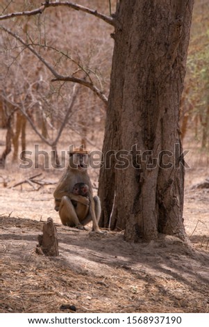 Monkeys in the Bandia Reserve, in the Mbour region of Senegal
