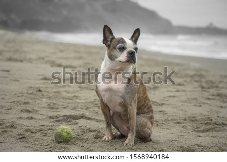 Little Boston Terrier dog sitting on a sandy beach next to a tennis ball.
