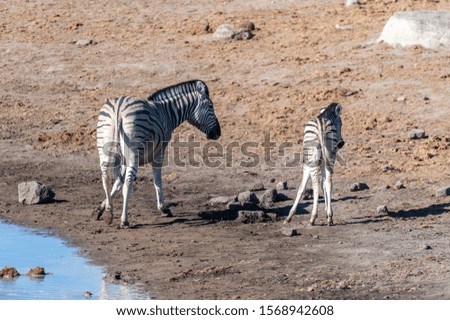 Two Burchell's Plains zebra -Equus quagga burchelli- walking on the plains of Etosha National Park, Namibia.