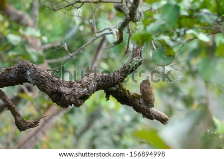 Asian Barred Owlet on perch ,for halloween night