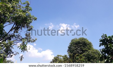 green tree with white cloud and sky  background