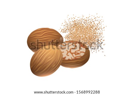 Nutmeg whole, Powder and dust Vector Illustration isolated on white background Royalty-Free Stock Photo #1568992288