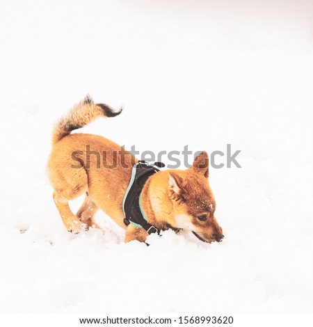 Dog, puppy, Shiba inu, in the snow, games and happy