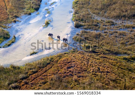 African elephants (Loxodonta africana), aerial view. Okavango Delta, Moremi Game Reserve, Botswana.