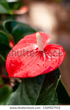 Red and bright Anthurium flower. Love flower. Nice exotic flower