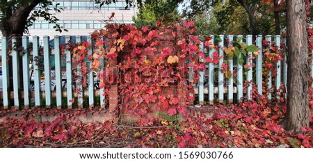 The last autumn red boston ivy leaves on the wall.