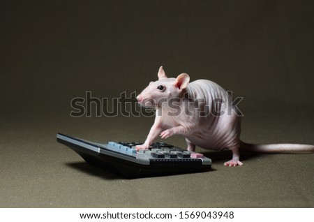 White decorative rat leading calculations on a calculator on a dark background.