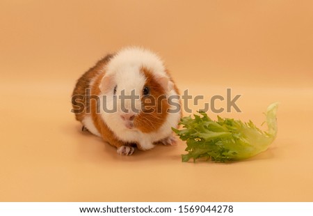 Guinea pig eating salad on picture