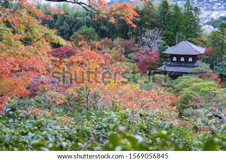 Colorful autumn leaves in the garden
