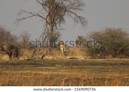 Group of giraffes standing during morning bush walk in Okavango Delta in Botswana in summer on holiday. Travelling during dry season.
