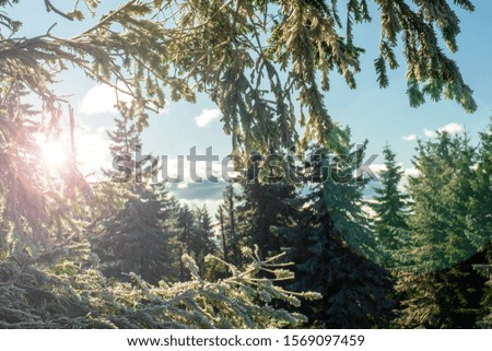Winter morning with fog in pine forest in mountains. First snow on the coniferous branches. Christmas landscape.