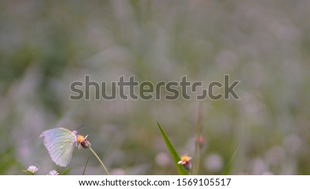 lovely pastel color butterfly on the flower in the field