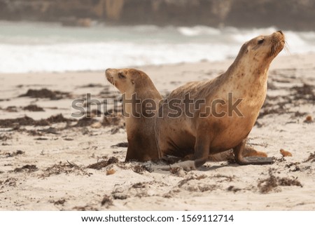 Sea Lion at Seal Bay. Kangaroo Island. Australia