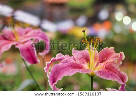 pink and white Hippeastrum.Blooming colorful flowers in garden as floral background