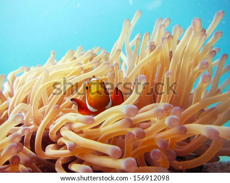 A Clown Anemonefish sheltering among the tentacles of its sea anemone Royalty-Free Stock Photo #156912098