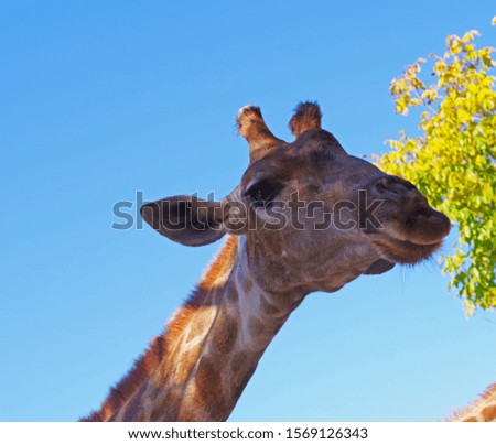 Giraffe head face isolated on background blue sky