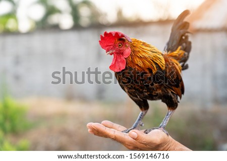 Thai man holding and training a Chicken rooster in his hands on a sunny day in the countryside, The concept of organic animal husbandry, thai fighting cock