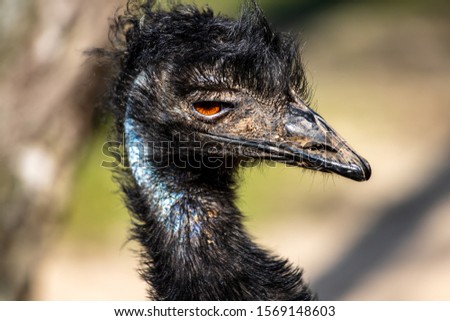Portrait of Australian Emu (Dromaius novaehollandiae), view of neck and head. Photography of nature and wildlife.