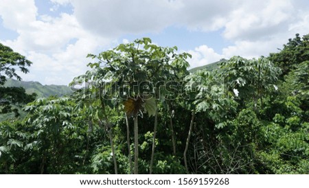 Landscape of trees and vegetation on a farm in Dominican Republic