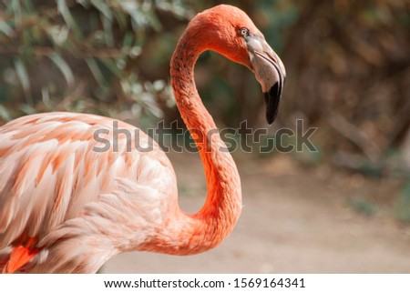 pink Flamingo in Novosibirsk zoo