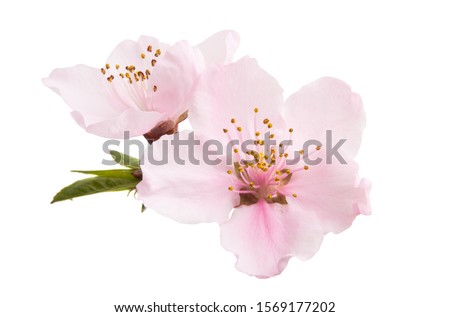 sakura flowers isolated on white background Royalty-Free Stock Photo #1569177202