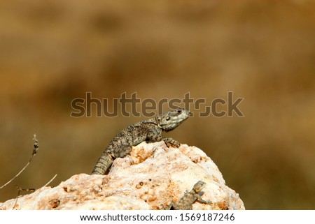 lizard sitting on a stone and basking in the sun
