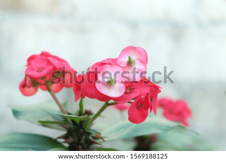 Beautiful pink camellia flowers on a white blurred background