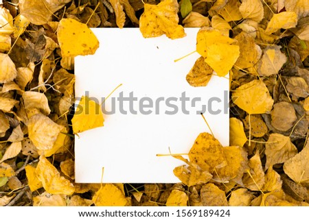 a top view abstract square frame with copy space on the golden leaves during autumn 