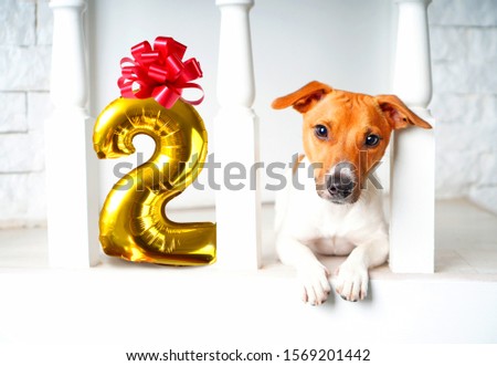 Two years old dog birthday party concept with dog and number one of golden inflatable balloons. My dog is two years old event.