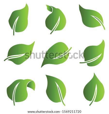 Leaves green icons set. Leaves of different shapes.  Eco icons. Vector illustration.