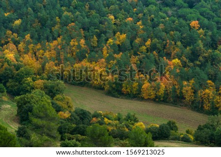 Autumn colours trees panoramic view