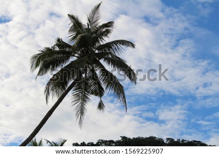 Stock photos, pictures and royalty-free images of Single beautiful coconut tree with blue cloudy sky background in the nature