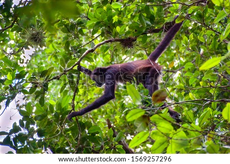A spider monkey forages for food in the forest canopy of a central american jungle holding a branch with its tail it leans forward to reach a fruit  Royalty-Free Stock Photo #1569257296
