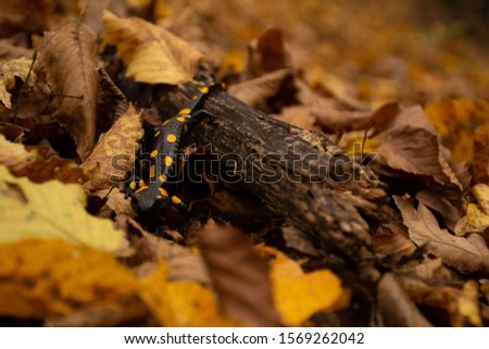 Autumn in the forest with detail of  salamander and  fallen leaves