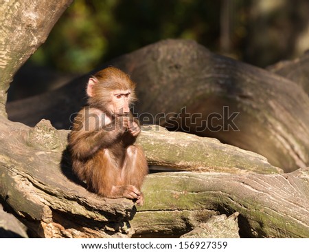 A young hamadryas baboon is sitting and eating
