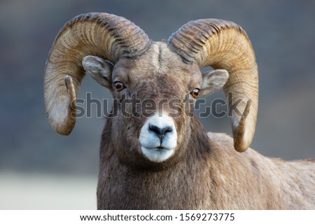 Rocky Mountain Bighorn Sheep in Gardiner Montana Royalty-Free Stock Photo #1569273775