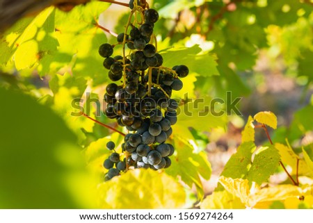 Juicy ripe grapes on the bushes in the vineyard on a sunny bright day