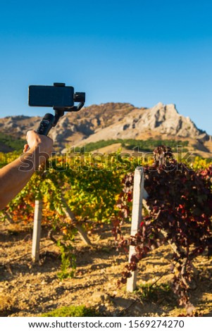 Shooting videos and photos on a mobile phone with a stabilizer in the vineyard in autumn