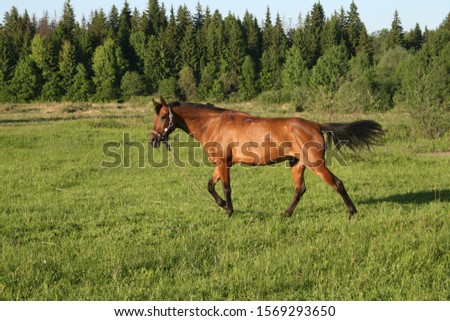 A picture of a beautiful horse resting on the field