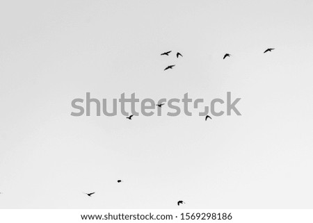 Flying crows on a clear sky, black and white look