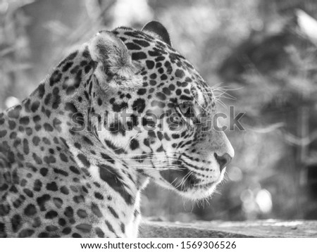 The leopard or panther (Panthera pardus)