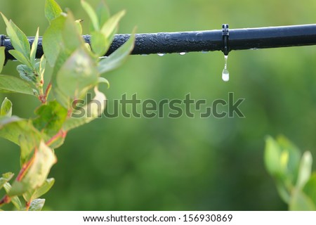 Drip Irrigation System Close Up. Water saving drip irrigation system being used in a Blueberry field.  Royalty-Free Stock Photo #156930869