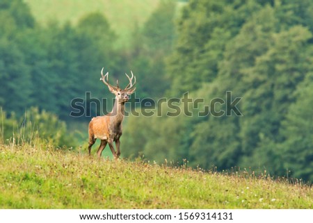 Red deer(Cervus elaphus) in mating season, wildlife scenery, Slovakia
