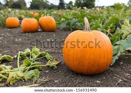 Pumpkins in pumpkin patch ready for harvest
