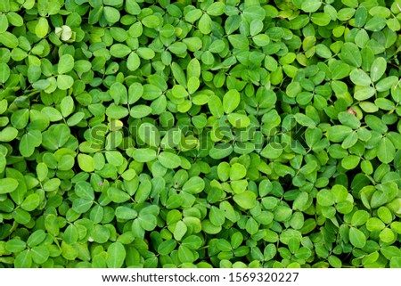 green leave background, natural picture for backdrop art work design. Surface Background for add text message web present.