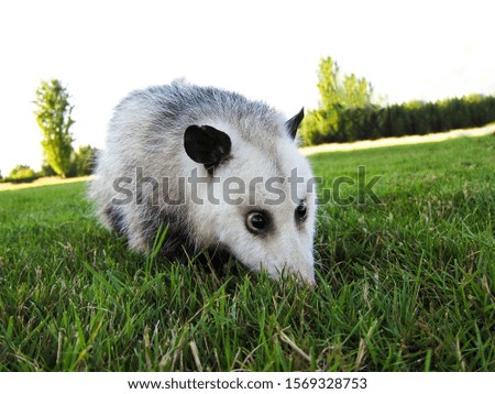Opossum foraging in a park