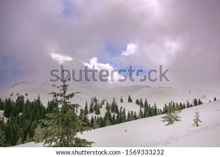 A Christmas landscape with spruce trees on the background of high mountains. Dramatic cloudy sky. Marmarosh ridge, Carpathian mountains, Ukraine.