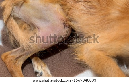 Bone reconstruction of patellar luxation in dog. Congenital orthopedic abnormalities in dogs Royalty-Free Stock Photo #1569340033