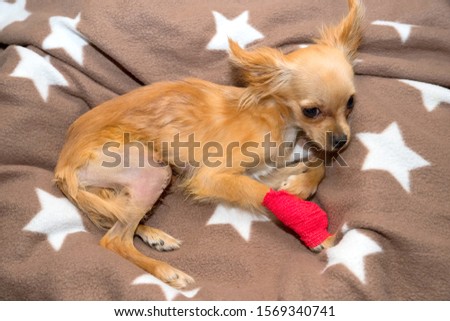 Surgical correction luxation of the patella in the dog. Orthopedic pathologies seen in dogs Royalty-Free Stock Photo #1569340741