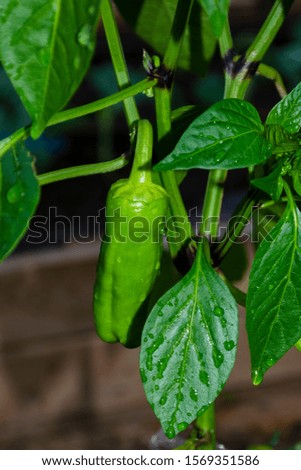 Ripe green pepper on a bush after rain in drops of water